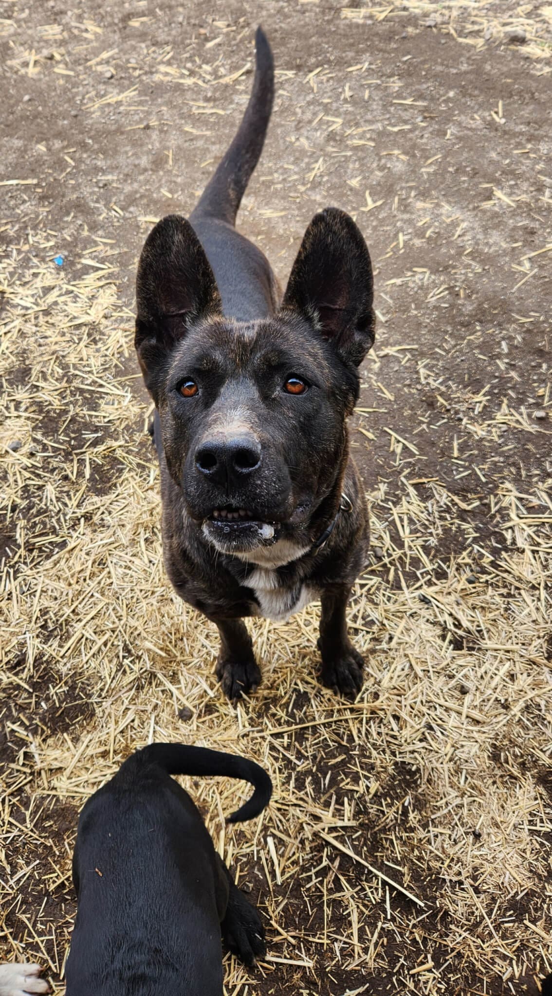 Radar, an adoptable Pit Bull Terrier, Labrador Retriever in Yreka, CA, 96097 | Photo Image 3