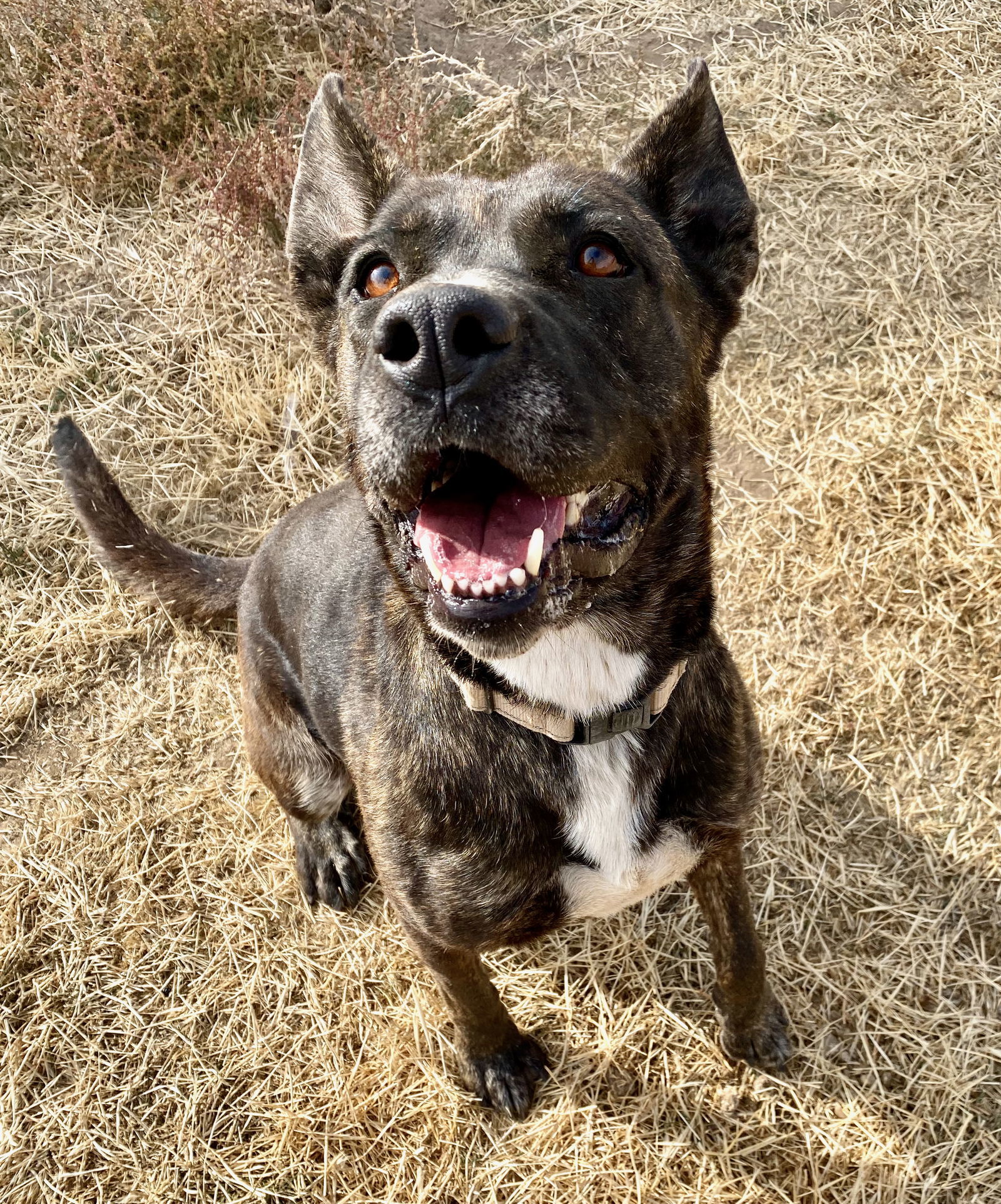 Radar, an adoptable Pit Bull Terrier, Labrador Retriever in Yreka, CA, 96097 | Photo Image 3