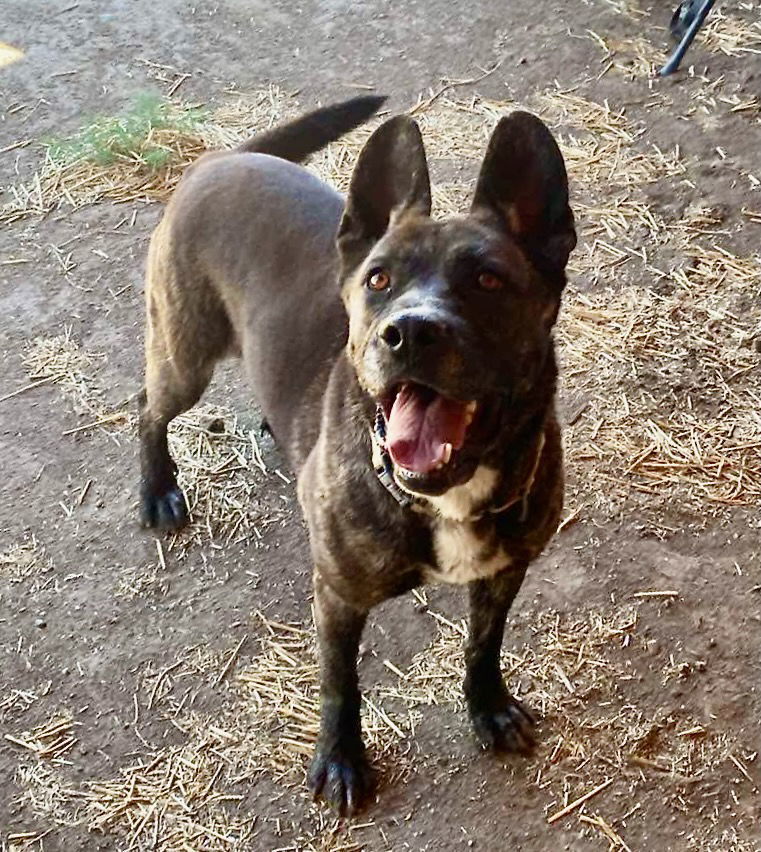 Radar, an adoptable Dutch Shepherd, Labrador Retriever in Yreka, CA, 96097 | Photo Image 3