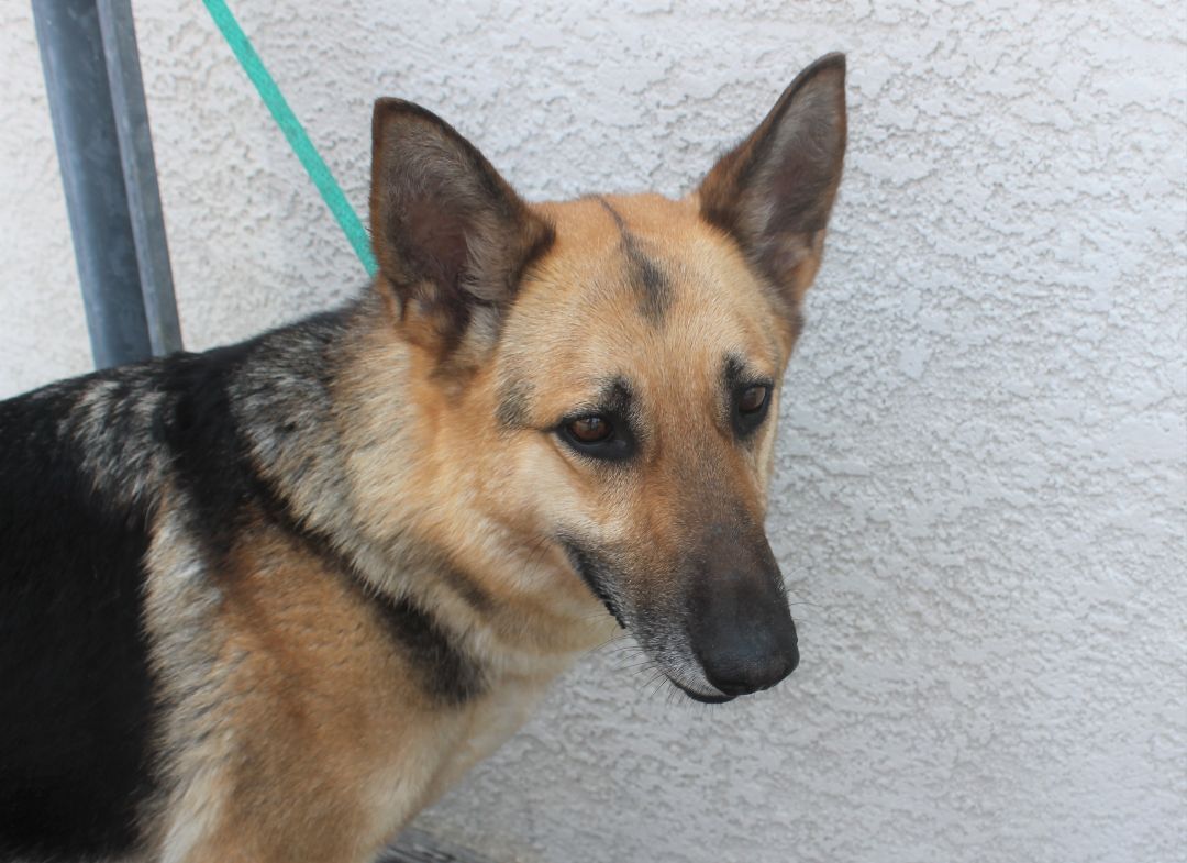 Dog for adoption - Yoko , a German Shepherd Dog in Ventura, CA | Petfinder