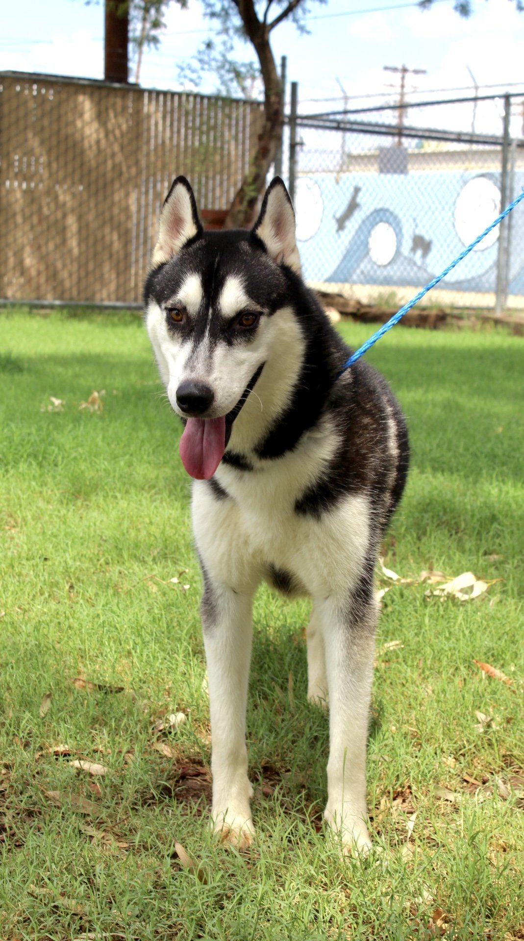 Jay, an adoptable Husky in El Centro, CA, 92243 | Photo Image 1