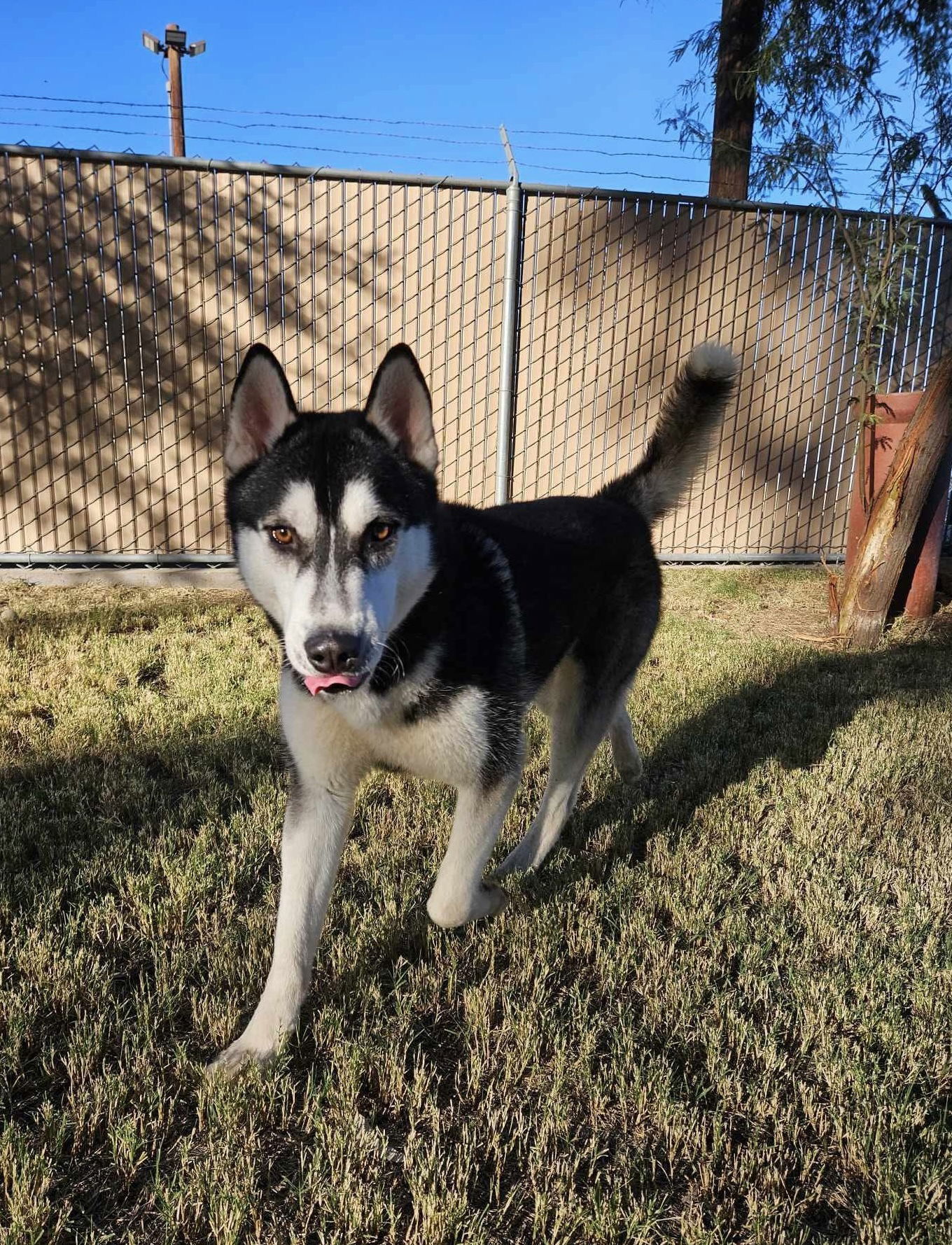 Jay, an adoptable Husky in El Centro, CA, 92243 | Photo Image 1