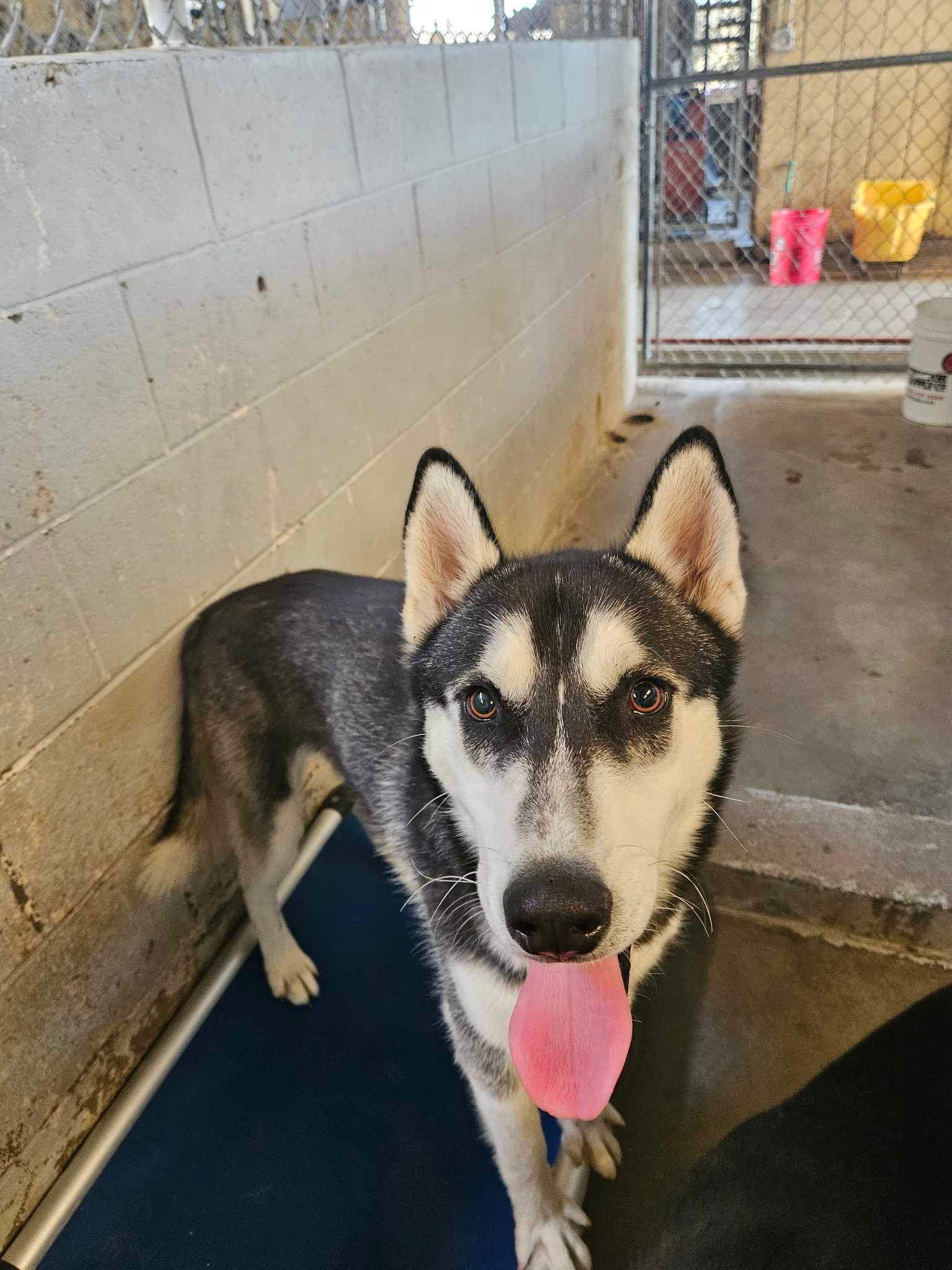 Jay, an adoptable Husky in El Centro, CA, 92243 | Photo Image 2