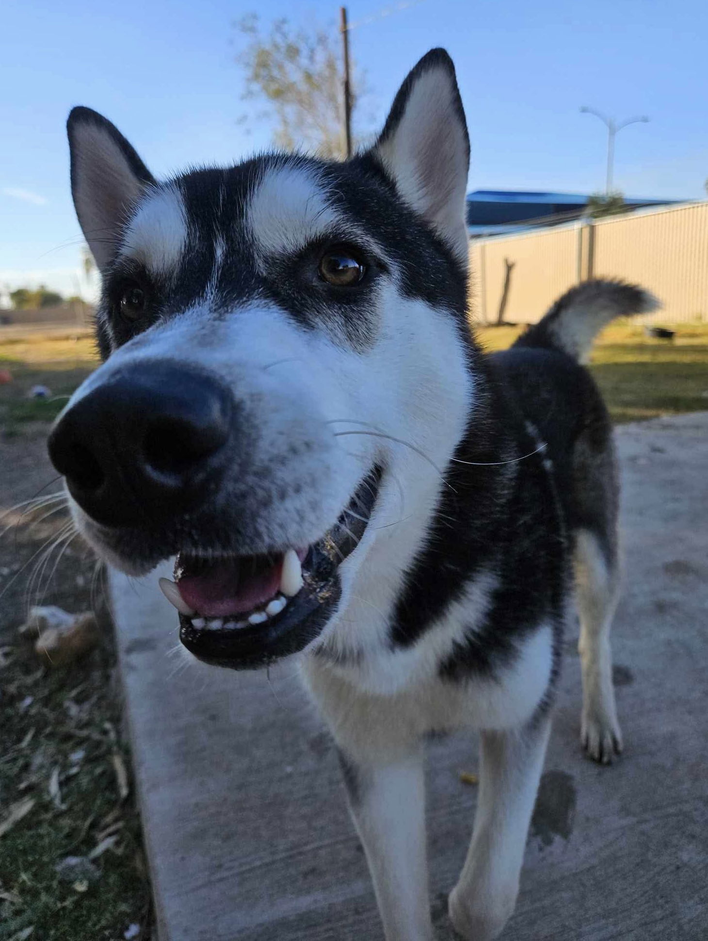 Jay, an adoptable Husky in El Centro, CA, 92243 | Photo Image 2