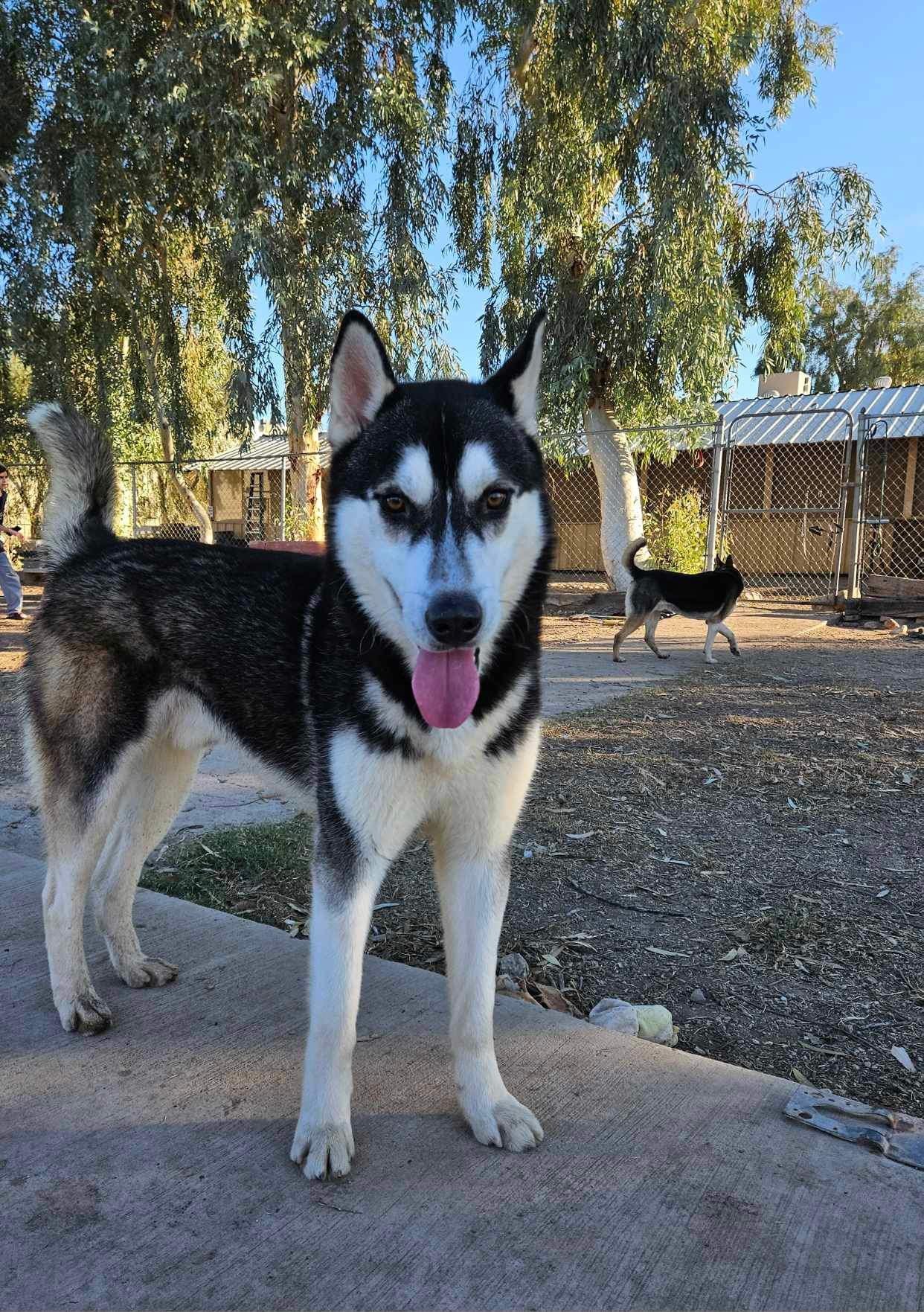 Jay, an adoptable Husky in El Centro, CA, 92243 | Photo Image 3