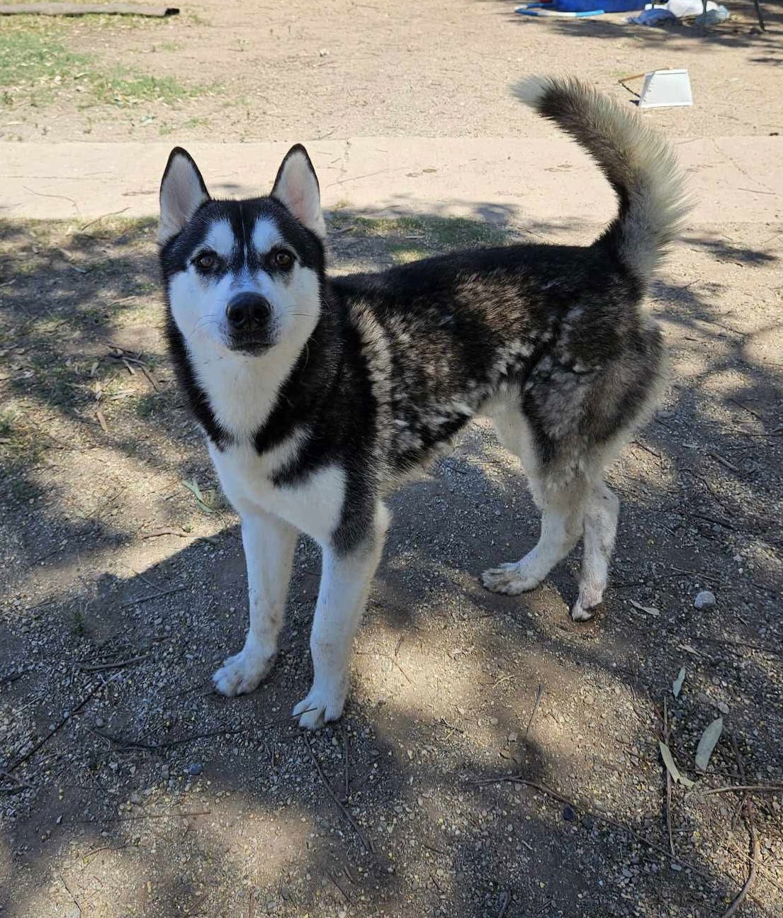 Jay, an adoptable Husky in El Centro, CA, 92243 | Photo Image 3