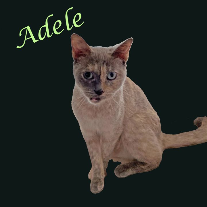 Adele, an adopted Domestic Short Hair in New York, NY_image-2