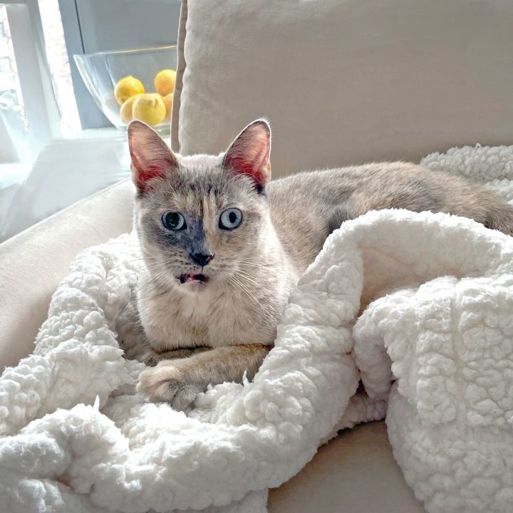 Adele, an adoptable Domestic Short Hair in New York, NY_image-3
