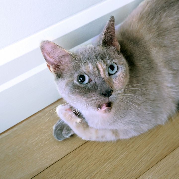 Adele, an adopted Domestic Short Hair in New York, NY_image-5