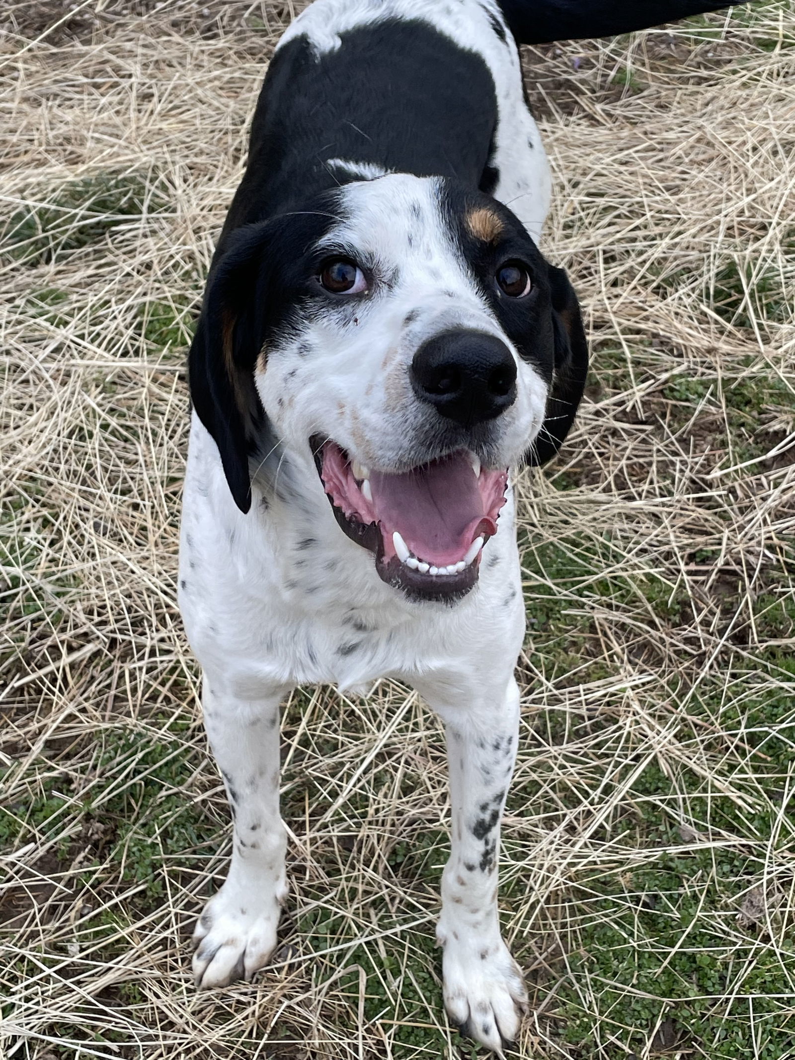 Yahtzee, an adoptable Hound in Covington, VA, 24426 | Photo Image 1