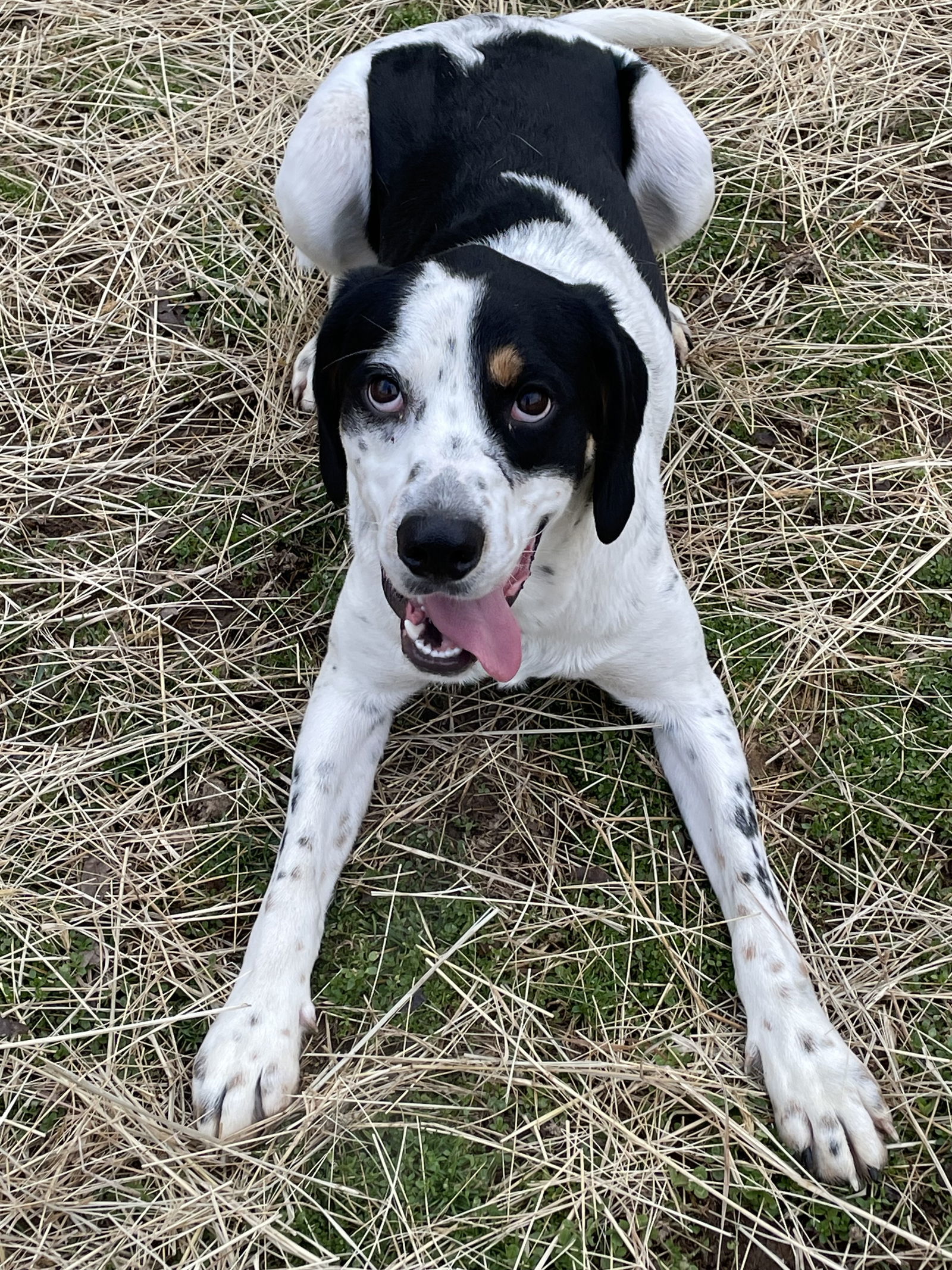 Yahtzee, an adoptable Hound in Covington, VA, 24426 | Photo Image 2