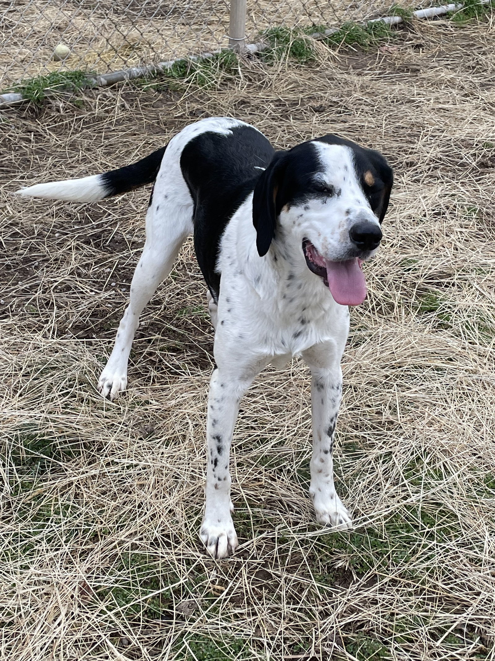 Yahtzee, an adoptable Hound in Covington, VA, 24426 | Photo Image 3