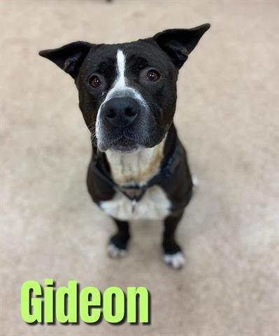 GIDEON, an adoptable Pit Bull Terrier in Saginaw, MI, 48602 | Photo Image 1