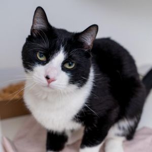 Dineros was dumped at Animal Haven because his previous family could no longer care for him Hes a 