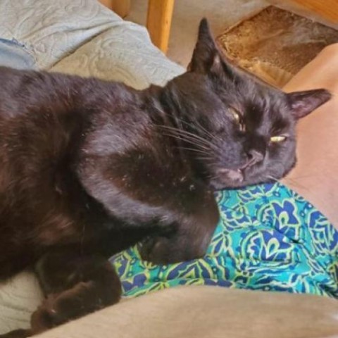 Mr Black, an adoptable Domestic Short Hair in Wichita, KS, 67278 | Photo Image 5