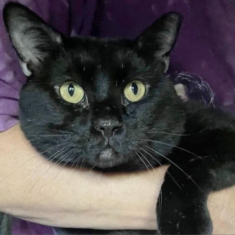 Mr Black, an adoptable Domestic Short Hair in Wichita, KS, 67278 | Photo Image 6