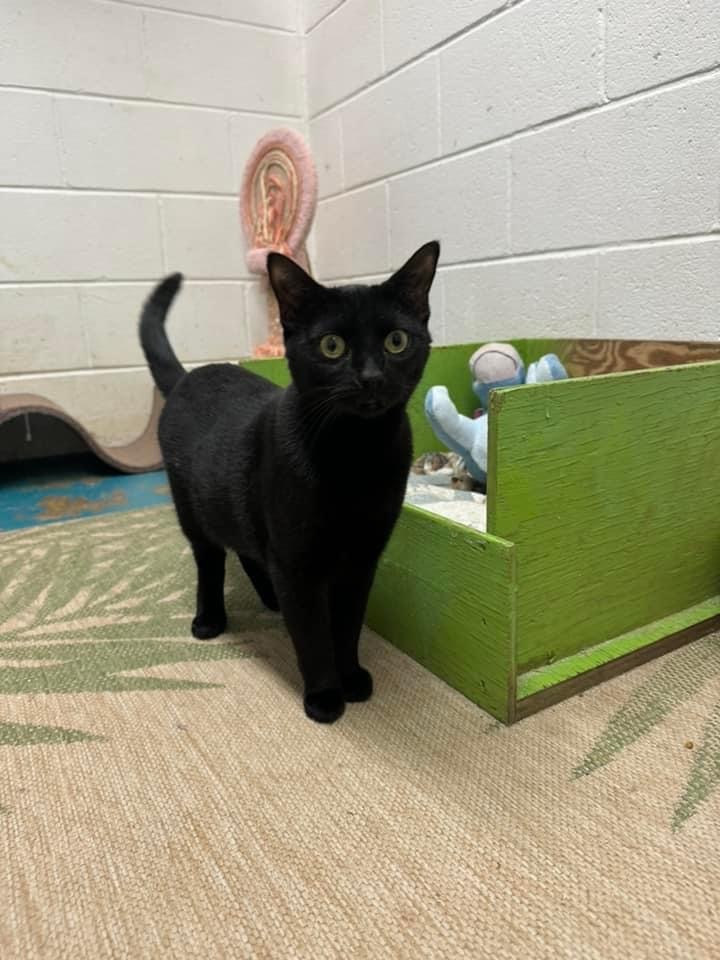 Danny the Cat, an adoptable Bombay in Eufaula, AL, 36027 | Photo Image 6