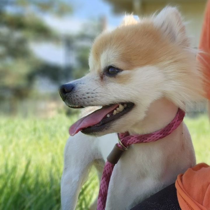 Koda, an adopted Pomeranian in Clovis, CA_image-2