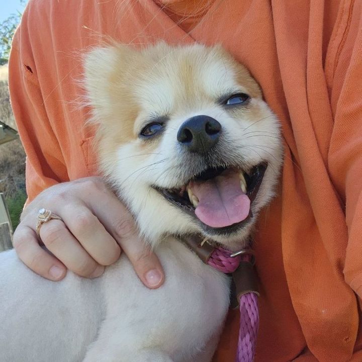 Koda, an adopted Pomeranian in Clovis, CA_image-3