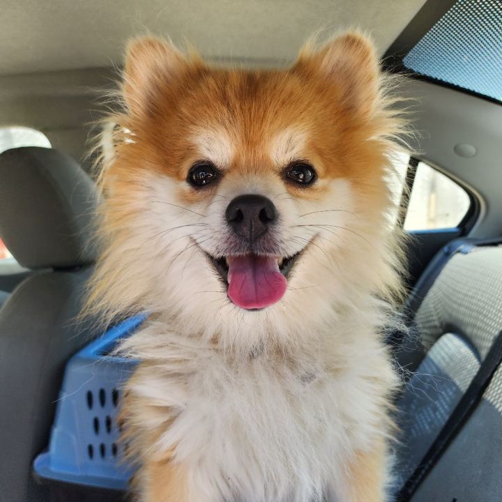 Koda, an adopted Pomeranian in Clovis, CA_image-1
