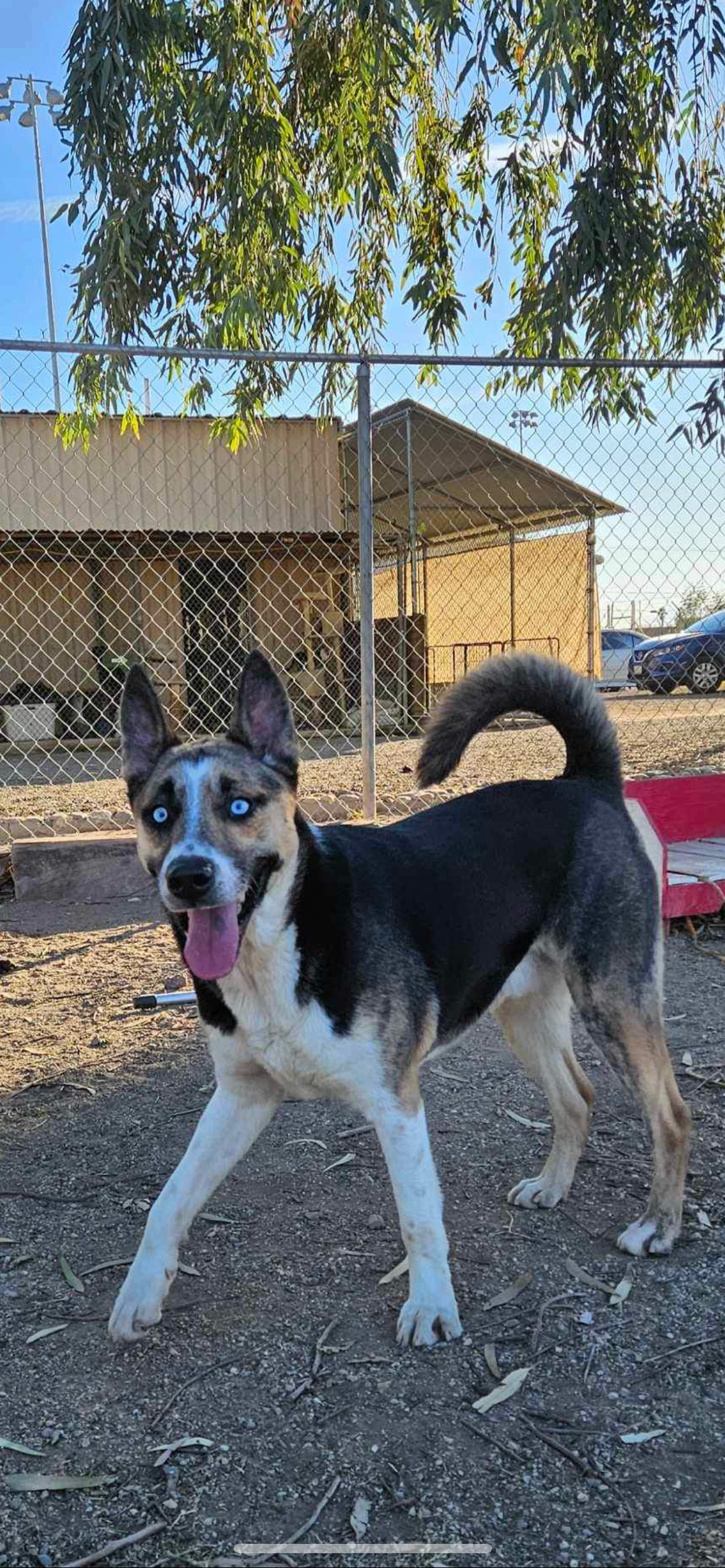 Ice, an adoptable Akita in El Centro, CA, 92243 | Photo Image 1