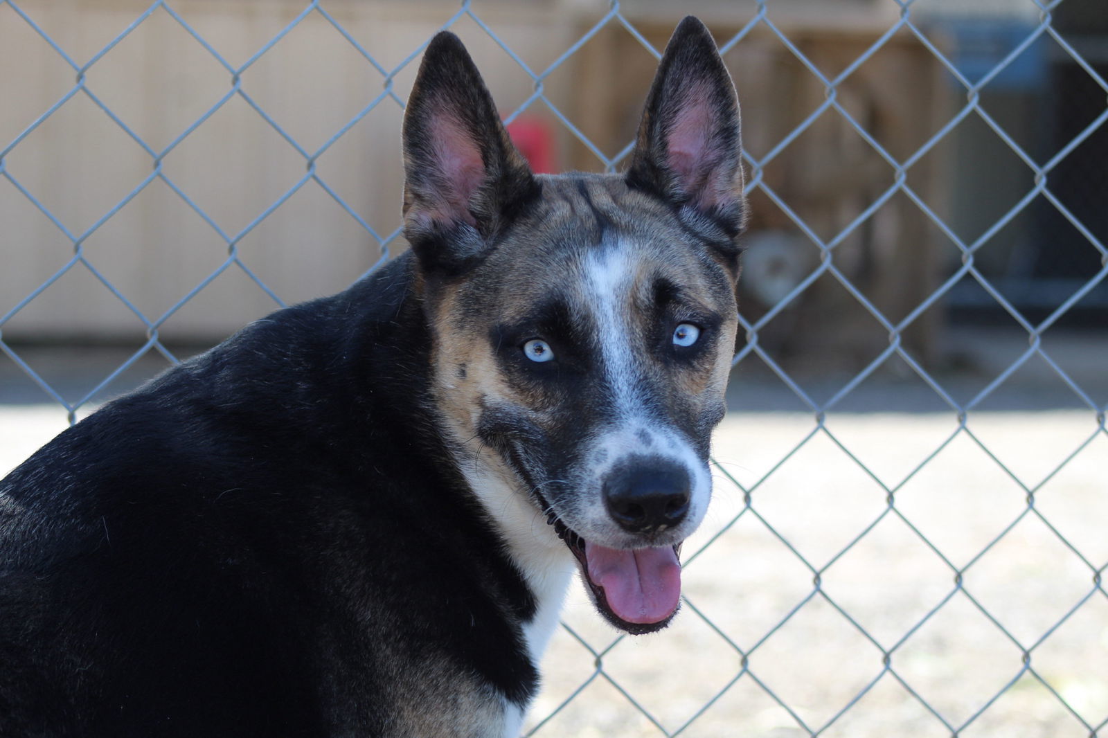 Erik, an adoptable Akita in El Centro, CA, 92243 | Photo Image 1