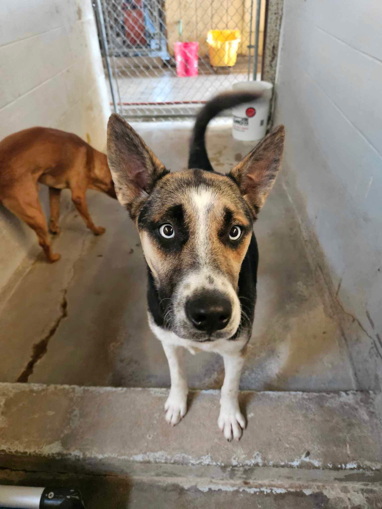 Ice, an adoptable Akita in El Centro, CA, 92243 | Photo Image 2