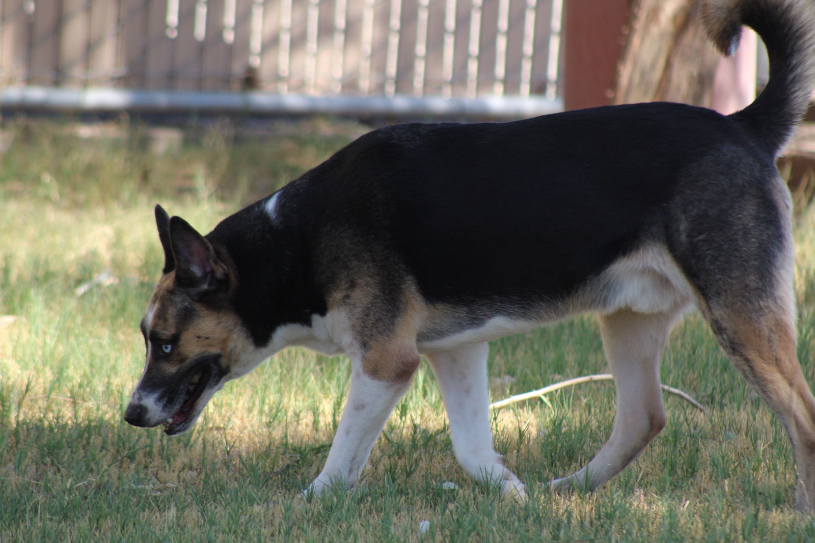Erik, an adoptable Akita in El Centro, CA, 92243 | Photo Image 2
