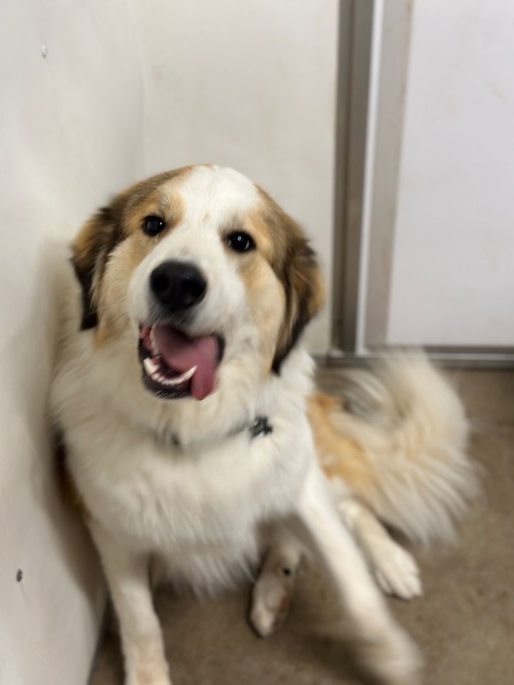 Great pyrenees and shepherd hot sale mix