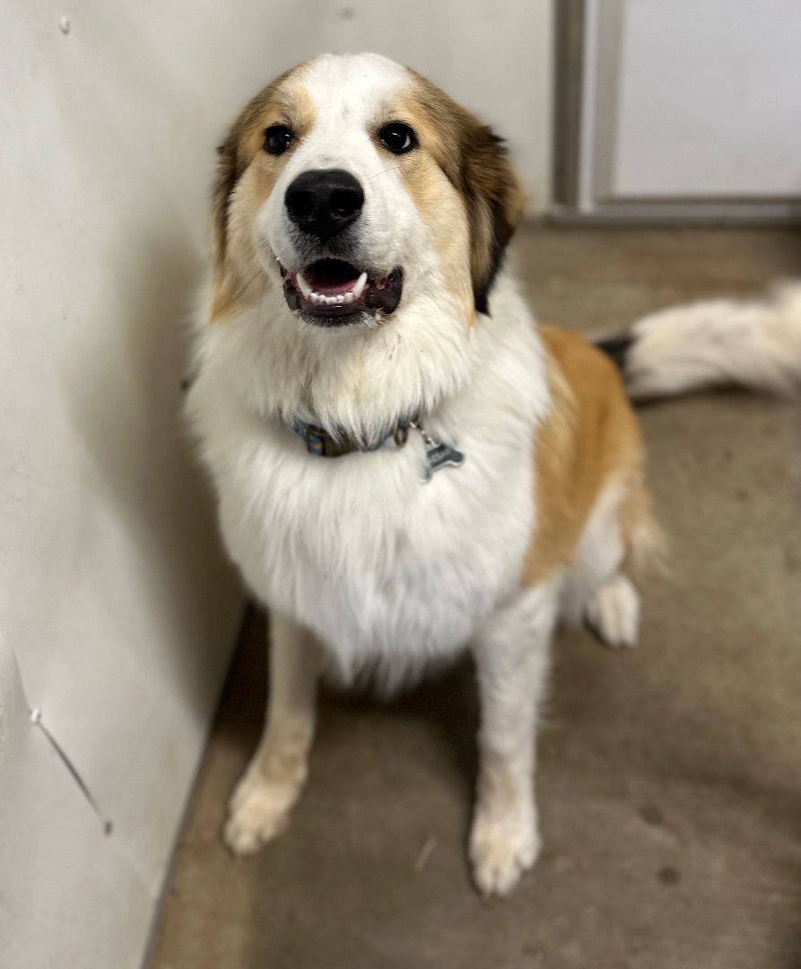 Pyrenees and australian sales shepherd mix