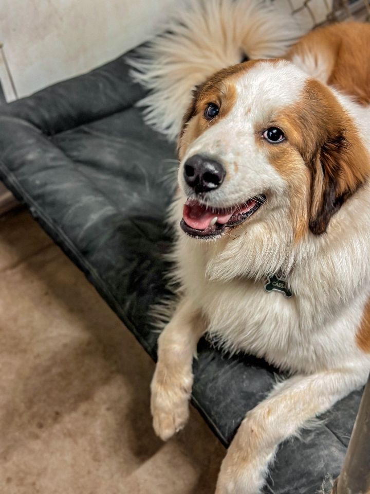 Australian shepherd great store pyrenees mix puppy