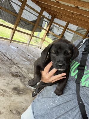 Mojito, Baby Female Mixed Breed