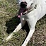 Zansa, an adoptable Dalmatian in Mexia, TX, 76667 | Photo Image 1