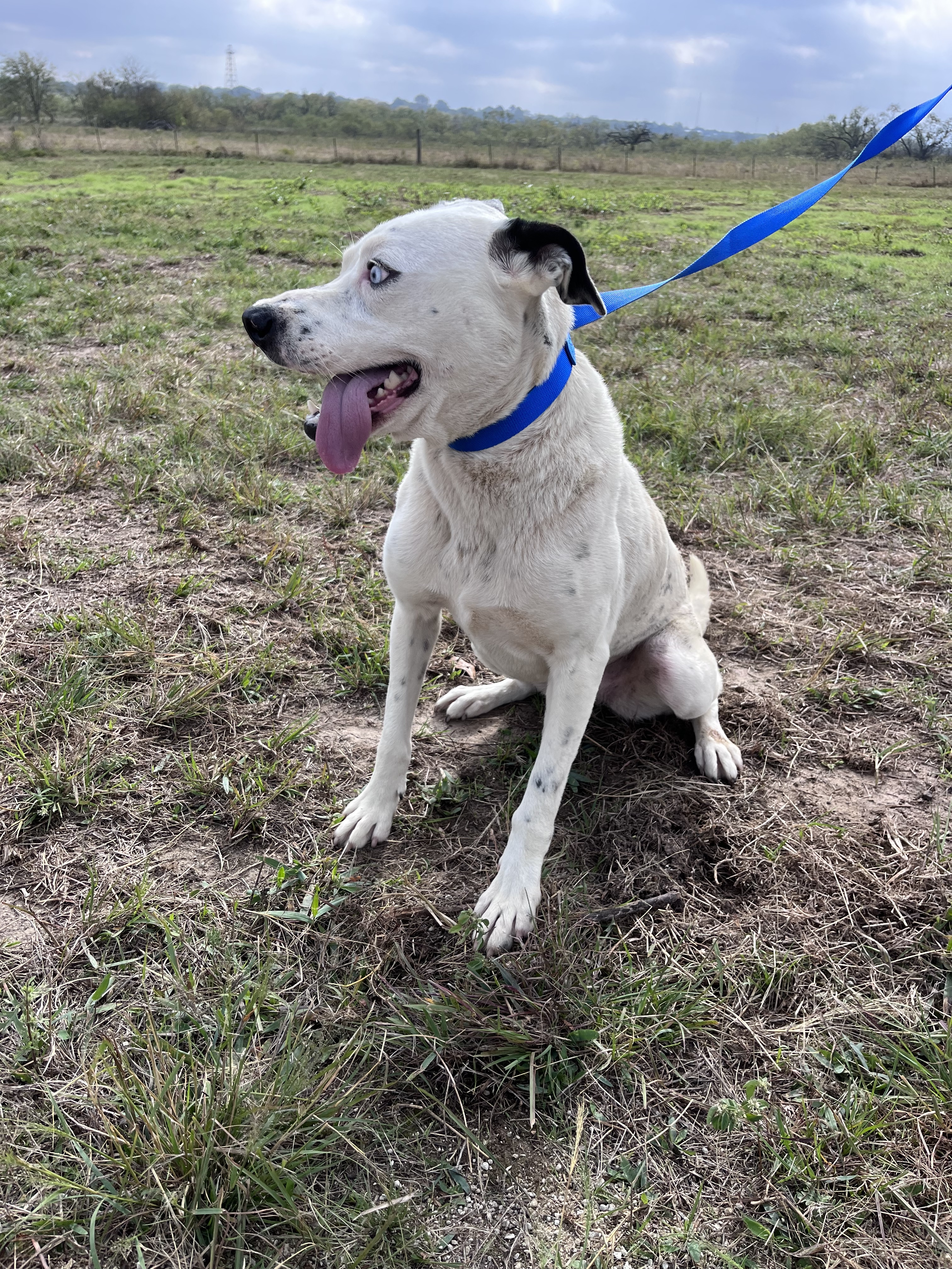 Zansa, an adoptable Dalmatian in Mexia, TX, 76667 | Photo Image 2