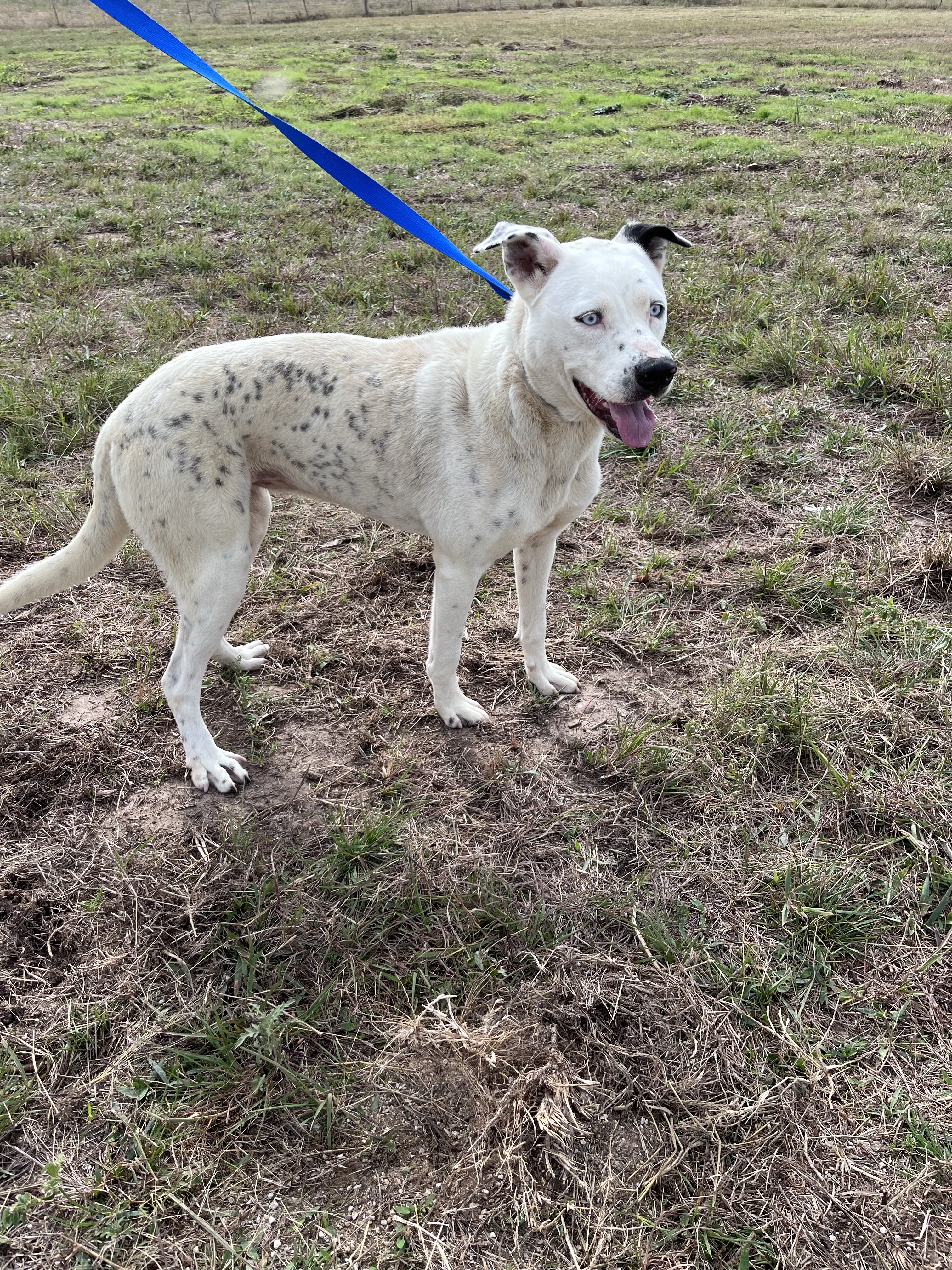 Zansa, an adoptable Dalmatian in Mexia, TX, 76667 | Photo Image 3