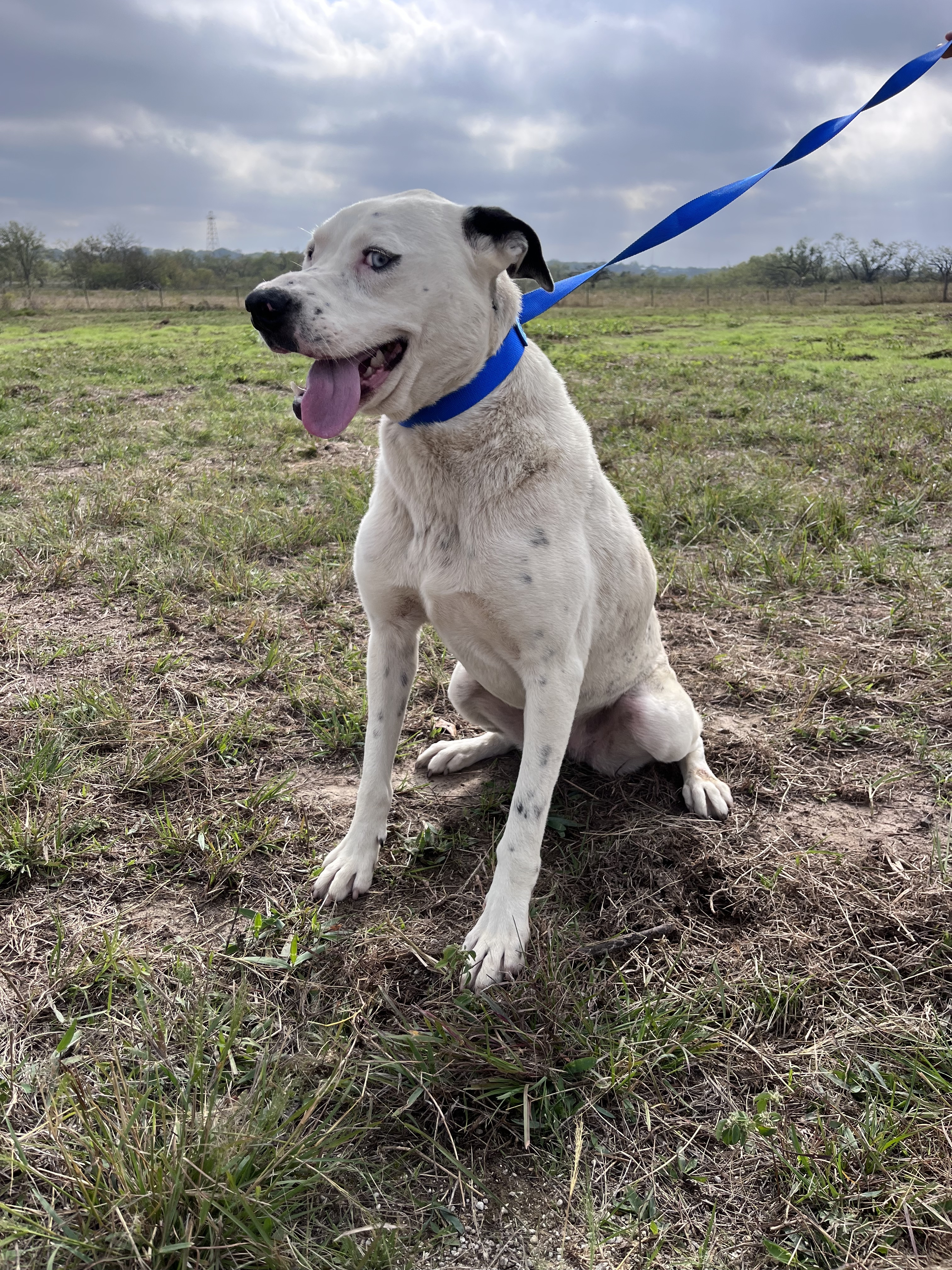 Zansa, an adoptable Dalmatian in Mexia, TX, 76667 | Photo Image 4