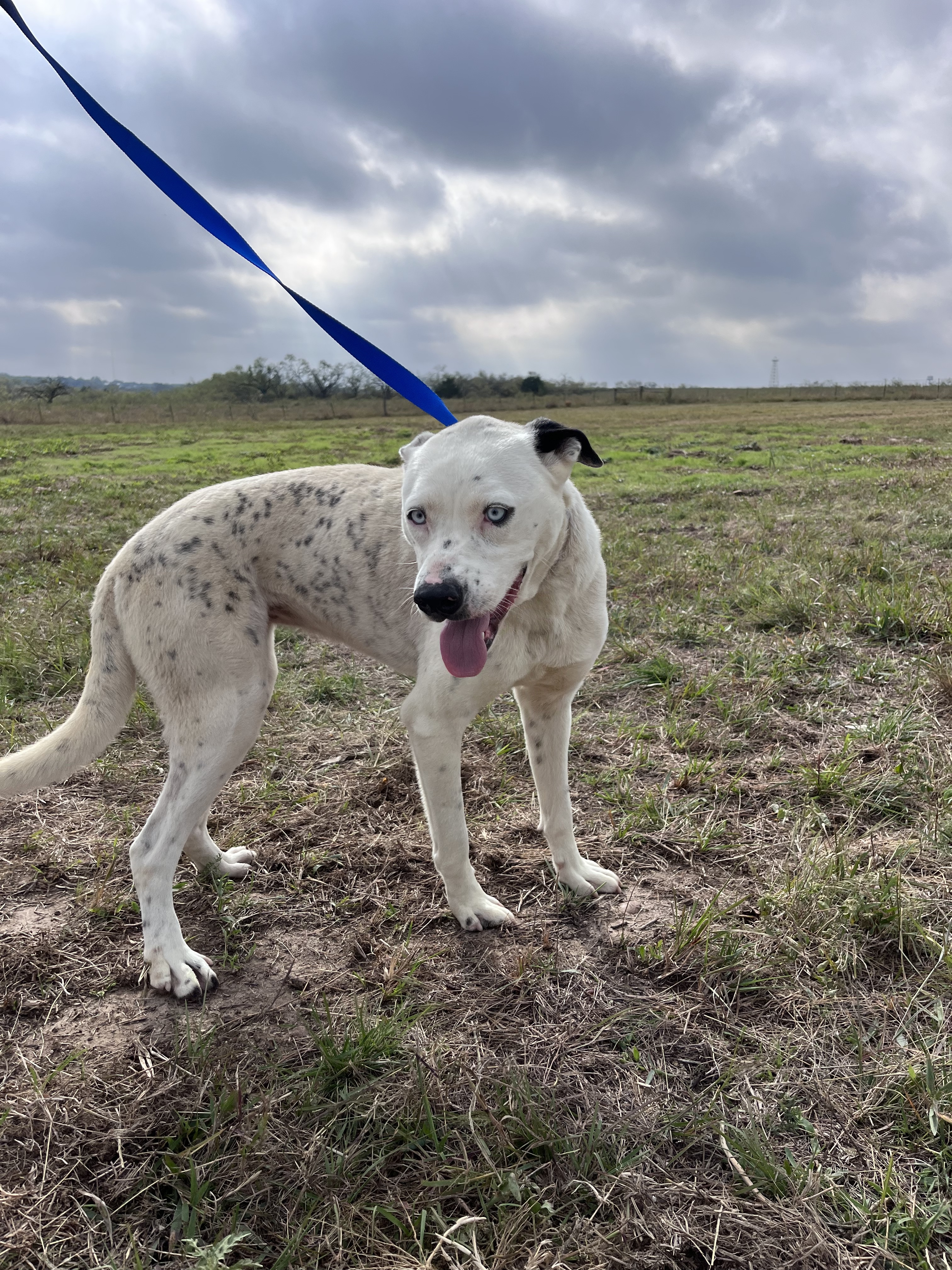 Zansa, an adoptable Dalmatian in Mexia, TX, 76667 | Photo Image 5