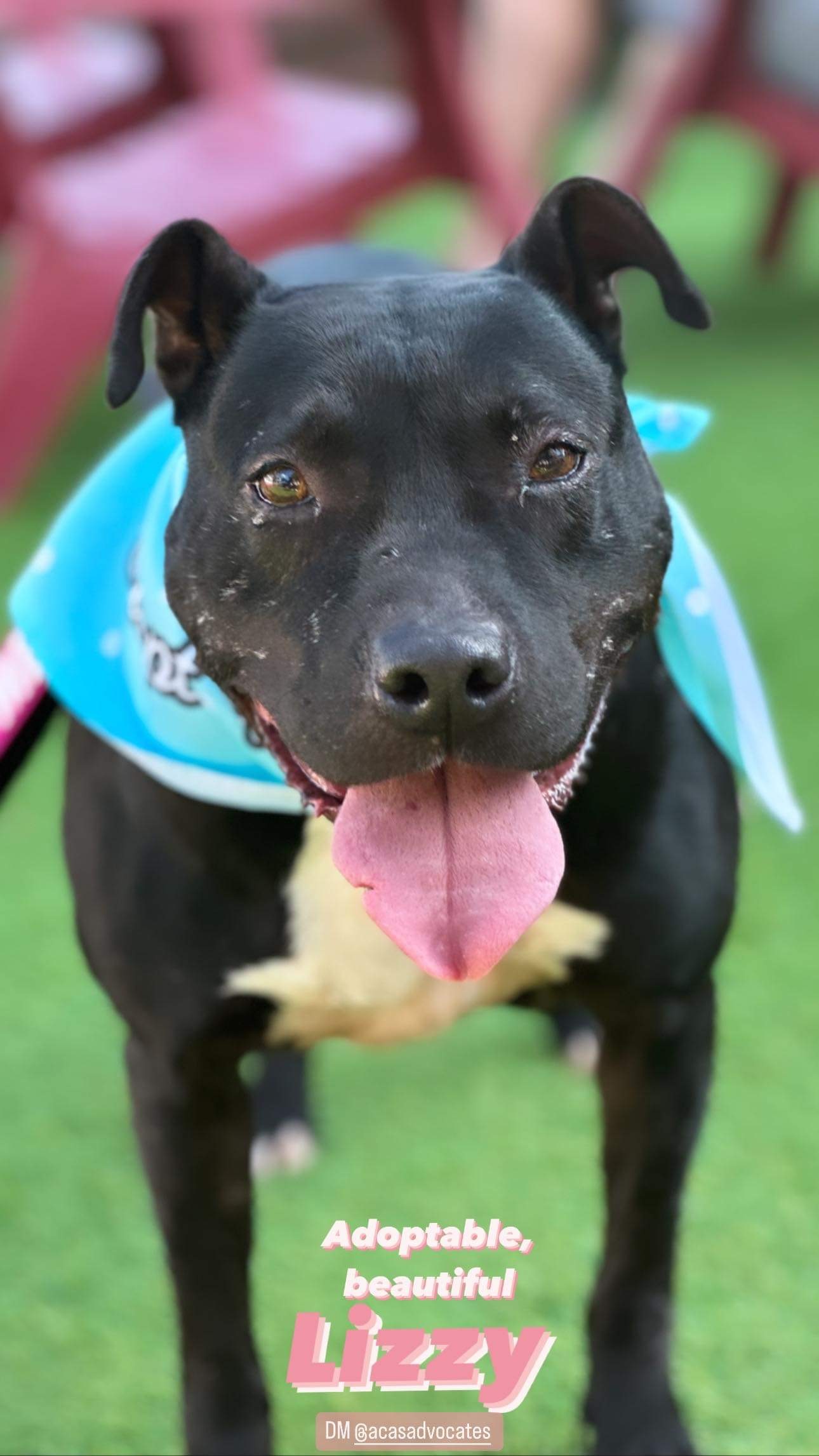 Dog for adoption Lizzy, a Pit Bull Terrier Mix in Polkton, NC Petfinder