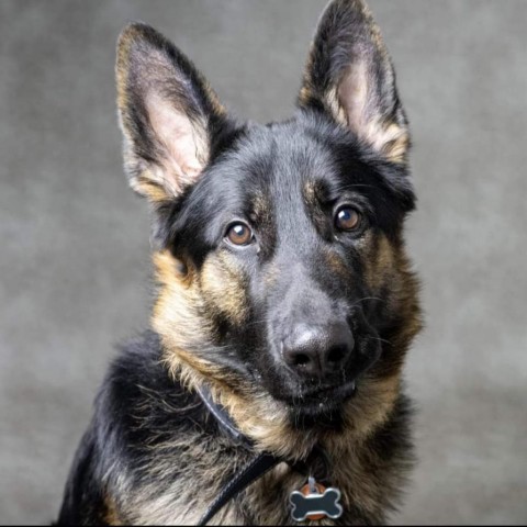 Cairo, an adoptable German Shepherd Dog in West Des Moines, IA, 50265 | Photo Image 1