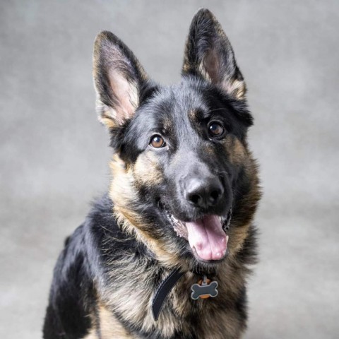 Cairo, an adoptable German Shepherd Dog in West Des Moines, IA, 50265 | Photo Image 2