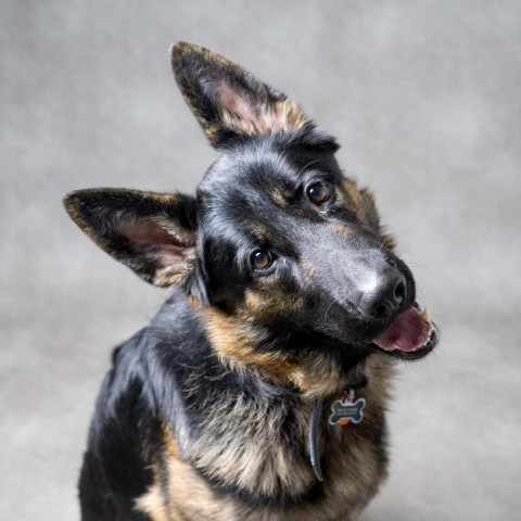Cairo, an adoptable German Shepherd Dog in West Des Moines, IA, 50265 | Photo Image 3