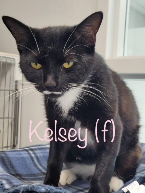 KELSEY, an adoptable Domestic Short Hair in New Bern, NC, 28563 | Photo Image 1