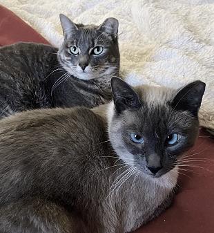 Siamese sale cat slippers