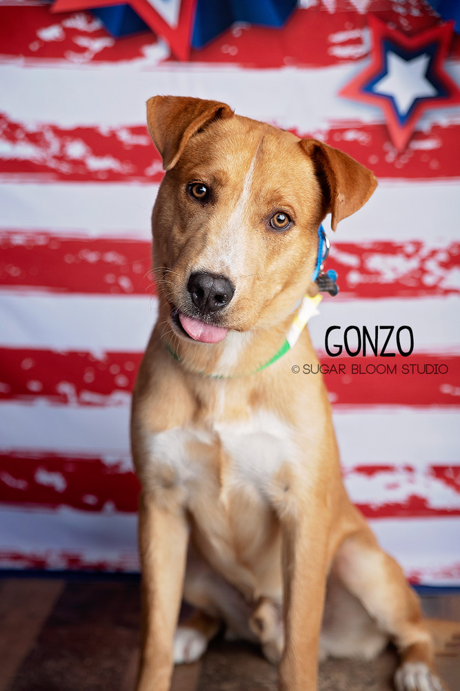 Gonzo, an adoptable Labrador Retriever in Littleton, CO, 80126 | Photo Image 1