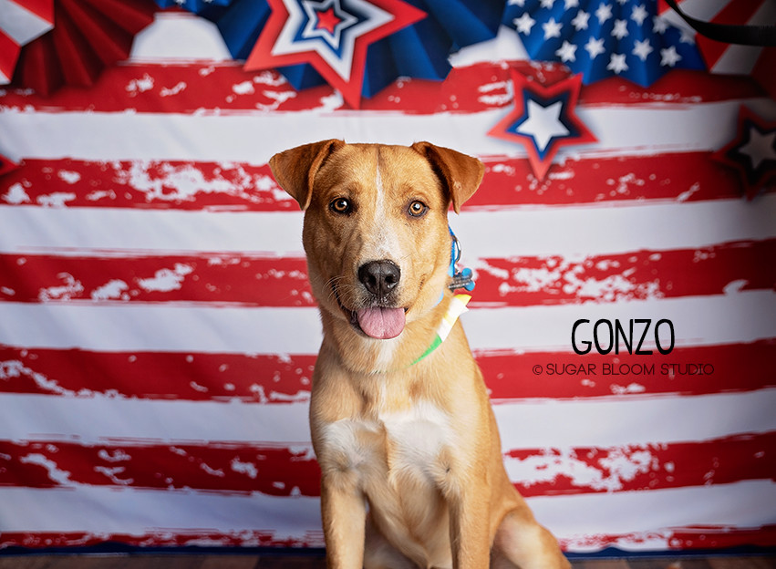 Gonzo, an adoptable Labrador Retriever in Littleton, CO, 80126 | Photo Image 2