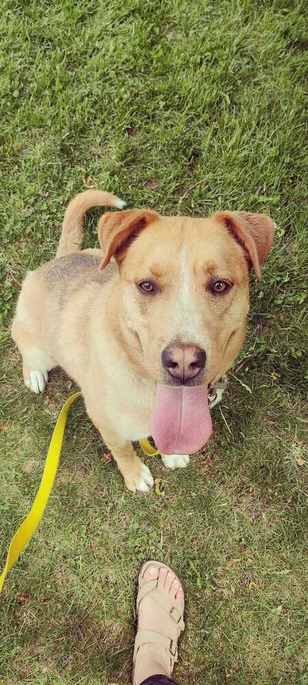 Gonzo, an adoptable Labrador Retriever in Littleton, CO, 80126 | Photo Image 3