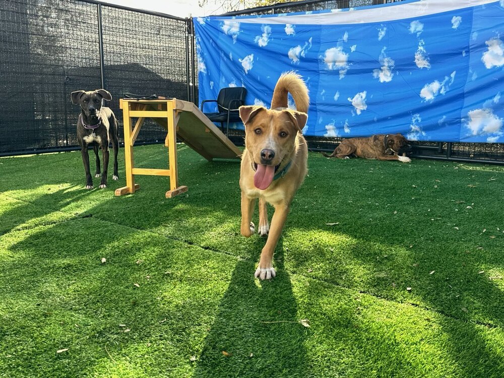 Gonzo, an adoptable Labrador Retriever in Littleton, CO, 80126 | Photo Image 5