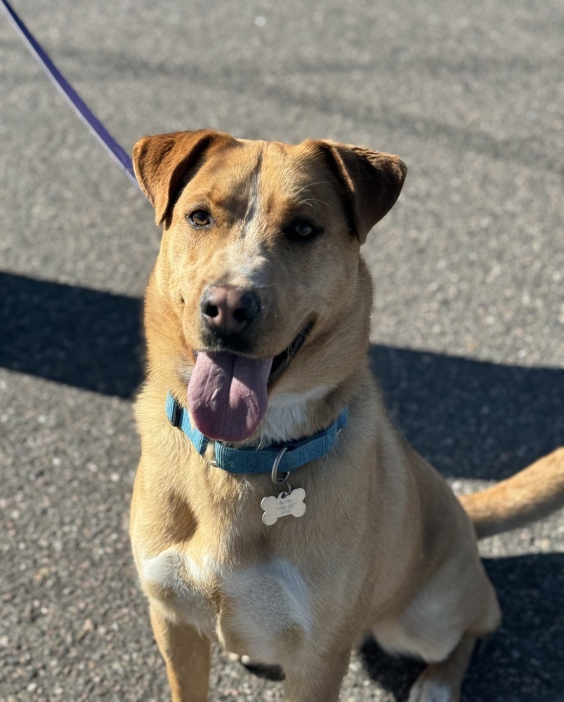 Gonzo, an adoptable Labrador Retriever in Littleton, CO, 80126 | Photo Image 4