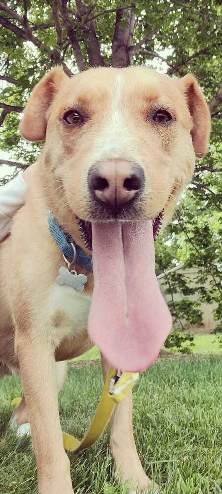 Gonzo, an adoptable Labrador Retriever in Littleton, CO, 80126 | Photo Image 6