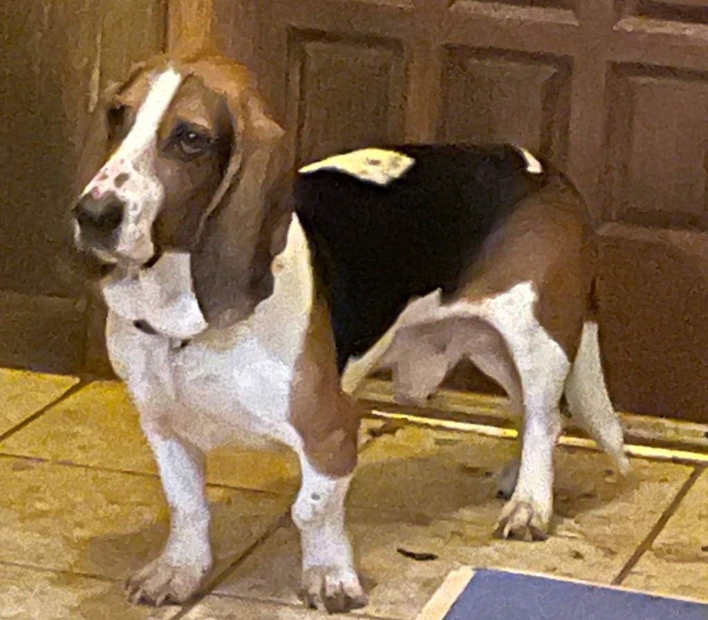 Cash, an adoptable Basset Hound in Salt Lake City, UT, 84108 | Photo Image 2